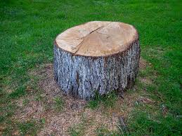 How Our Tree Care Process Works  in  Ivyland, PA