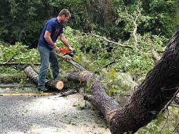 Best Hazardous Tree Removal  in Ivyland, PA