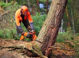 Best Emergency Tree Removal  in Ivyland, PA