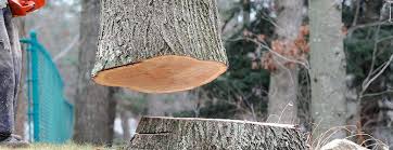 Best Tree Health Inspection  in Ivyland, PA